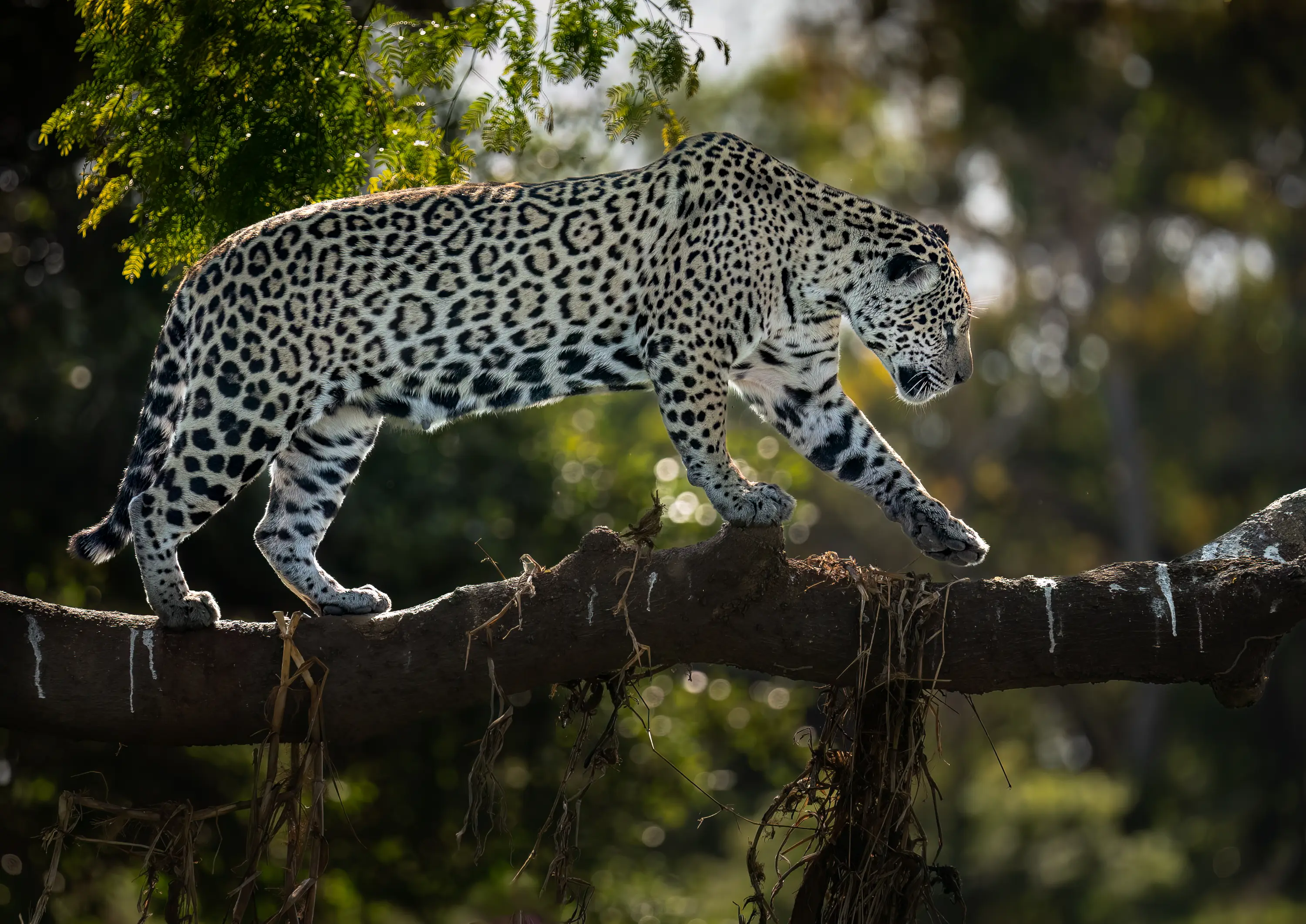 Pantanal Jaguar Expedition